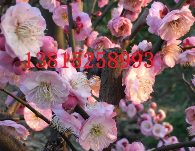 蘇州別墅綠化景觀設(shè)計(jì),蘇州園林綠圖片/蘇州別墅綠化景觀設(shè)計(jì),蘇州園林綠樣板圖 (3)