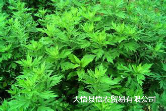 湖北大艾葉產(chǎn)地圖片