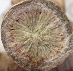 60頭三七批發(fā)圖片/60頭三七批發(fā)樣板圖 (3)