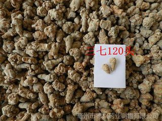 120頭三七批發(fā)圖片/120頭三七批發(fā)樣板圖 (4)