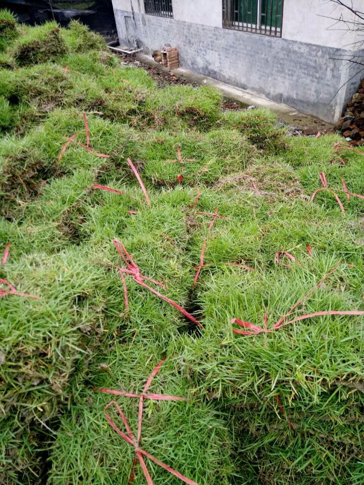 郴州草皮圖片/郴州草皮樣板圖 (1)
