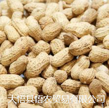 紅皮花生價格圖片