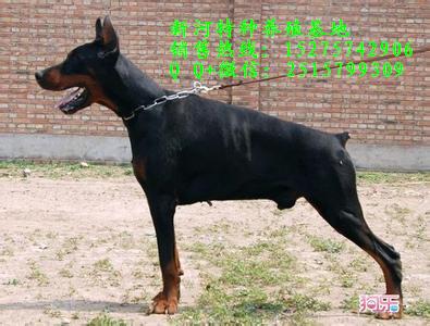 純種杜賓犬.那里有出售純種杜賓犬的?.純種杜賓犬幼犬出售