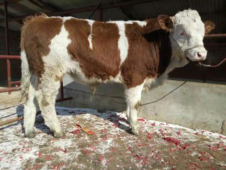 西門塔爾牛圖片/西門塔爾牛樣板圖 (4)