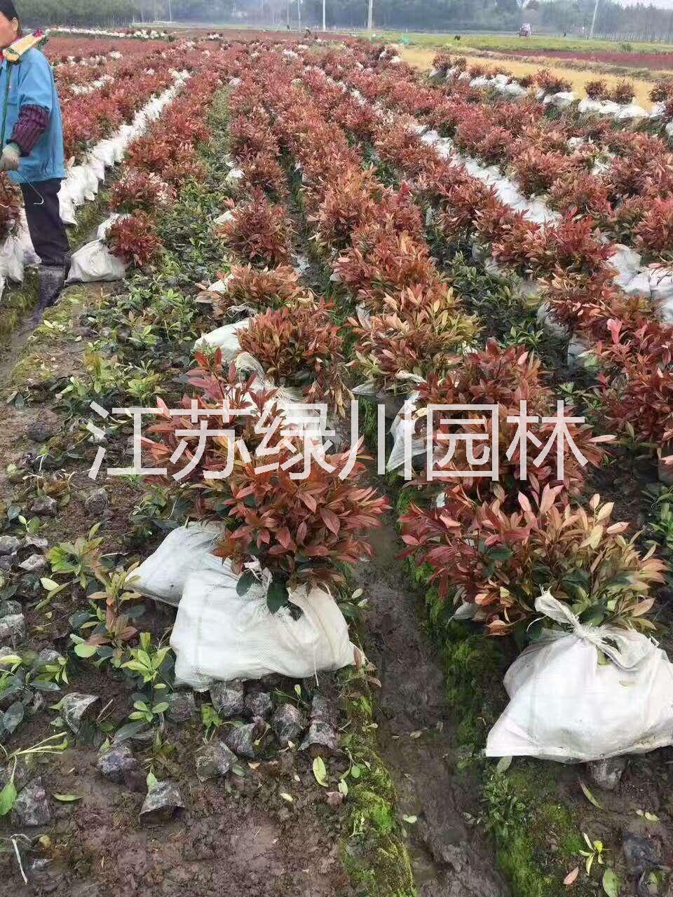 紅葉石楠圖片/紅葉石楠樣板圖 (2)