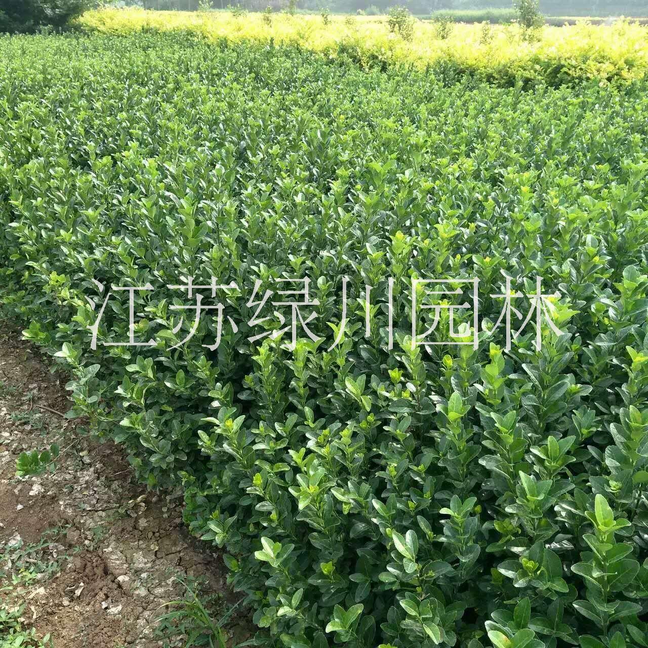 大葉黃楊圖片/大葉黃楊樣板圖 (2)