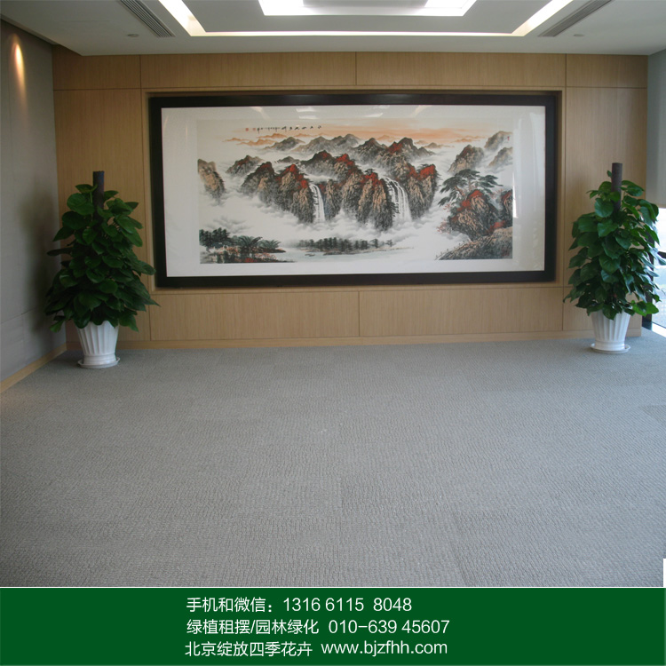 適合辦公室擺放的綠植大綠蘿