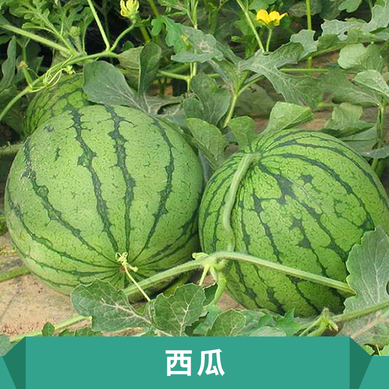 西瓜苗圖片/西瓜苗樣板圖 (4)