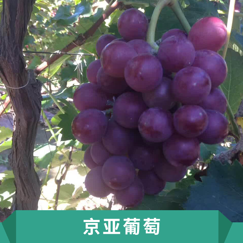 保定葡萄圖片/保定葡萄樣板圖 (2)