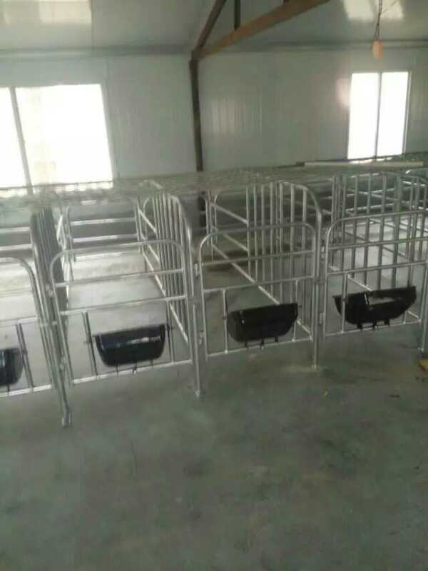 母豬定位欄圖片