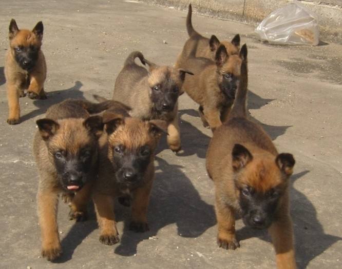 馬犬幼犬圖片/馬犬幼犬樣板圖 (3)