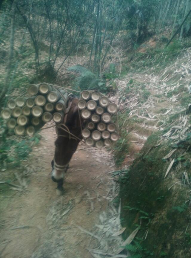 馬騾搬運隊圖片