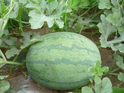 陜西西瓜圖片/陜西西瓜樣板圖 (3)