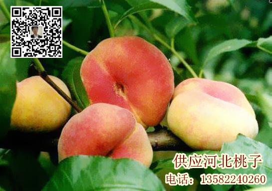 河北盤桃圖片/河北盤桃樣板圖 (4)