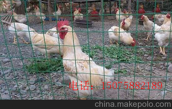 養(yǎng)雞鐵絲網(wǎng)圖片/養(yǎng)雞鐵絲網(wǎng)樣板圖 (4)