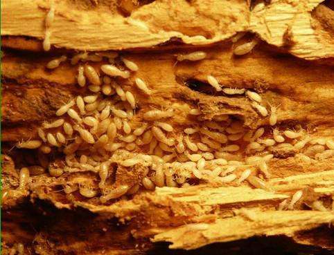 番禺白蟻防治圖片/番禺白蟻防治樣板圖 (2)