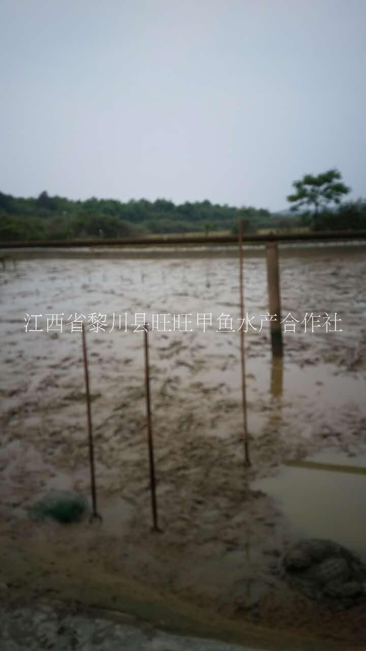 鱉苗圖片/鱉苗樣板圖 (2)