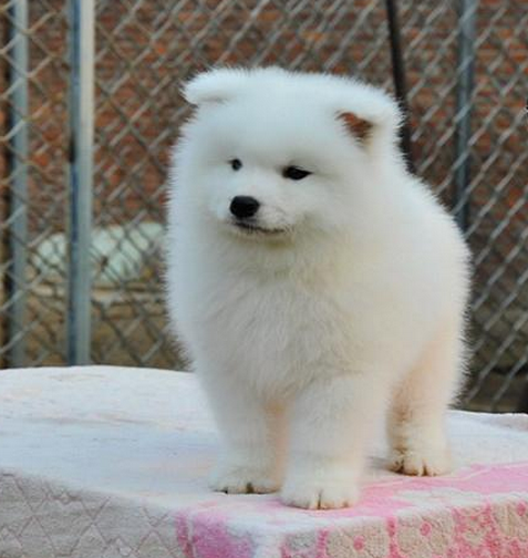 薩摩耶犬圖片/薩摩耶犬樣板圖 (2)