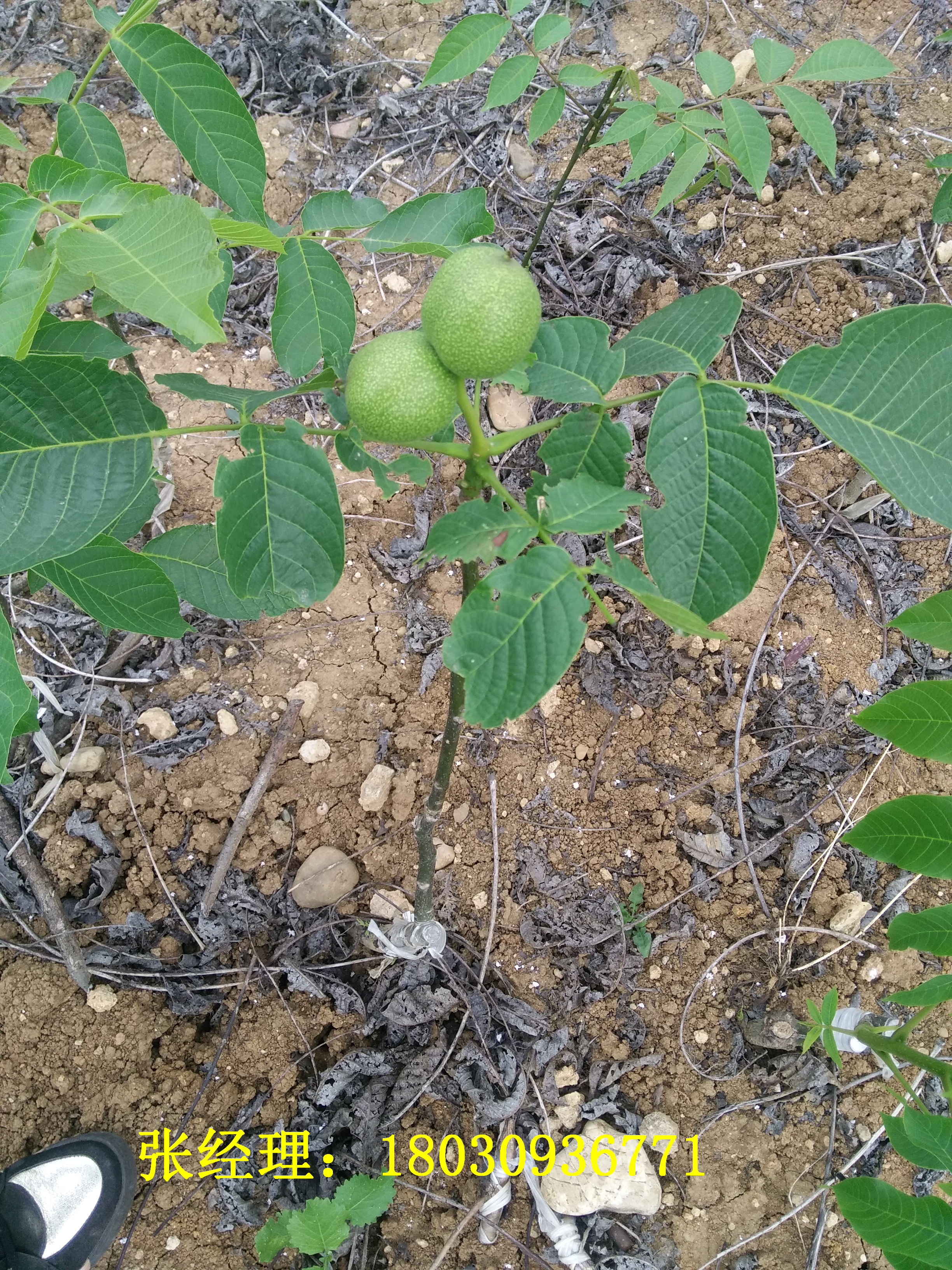 核桃苗圖片/核桃苗樣板圖 (3)