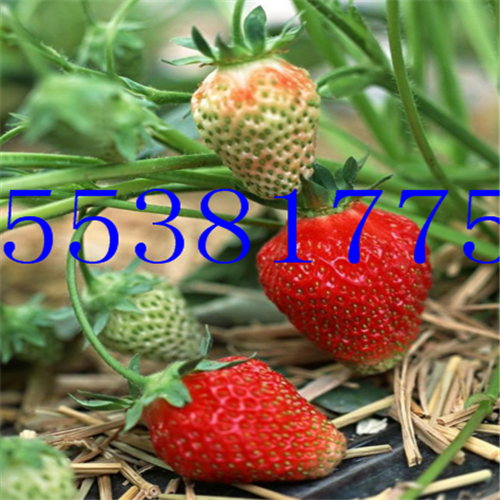 草莓苗圖片/草莓苗樣板圖 (2)