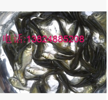 淡水羅非魚(yú)苗圖片