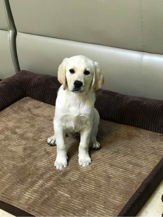 拉布拉多  拉布拉多價格圖片