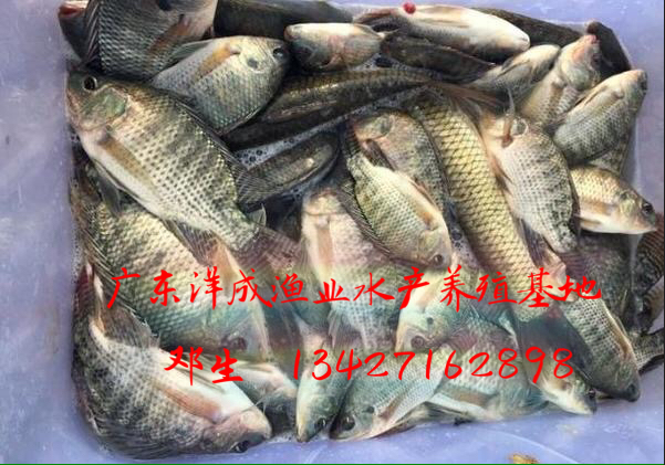 羅非魚(yú)苗圖片/羅非魚(yú)苗樣板圖 (2)