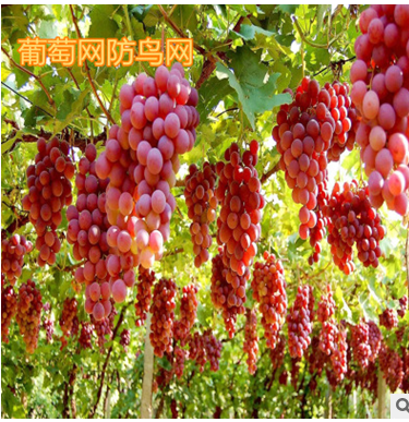 果園防護(hù)防雹網(wǎng)圖片