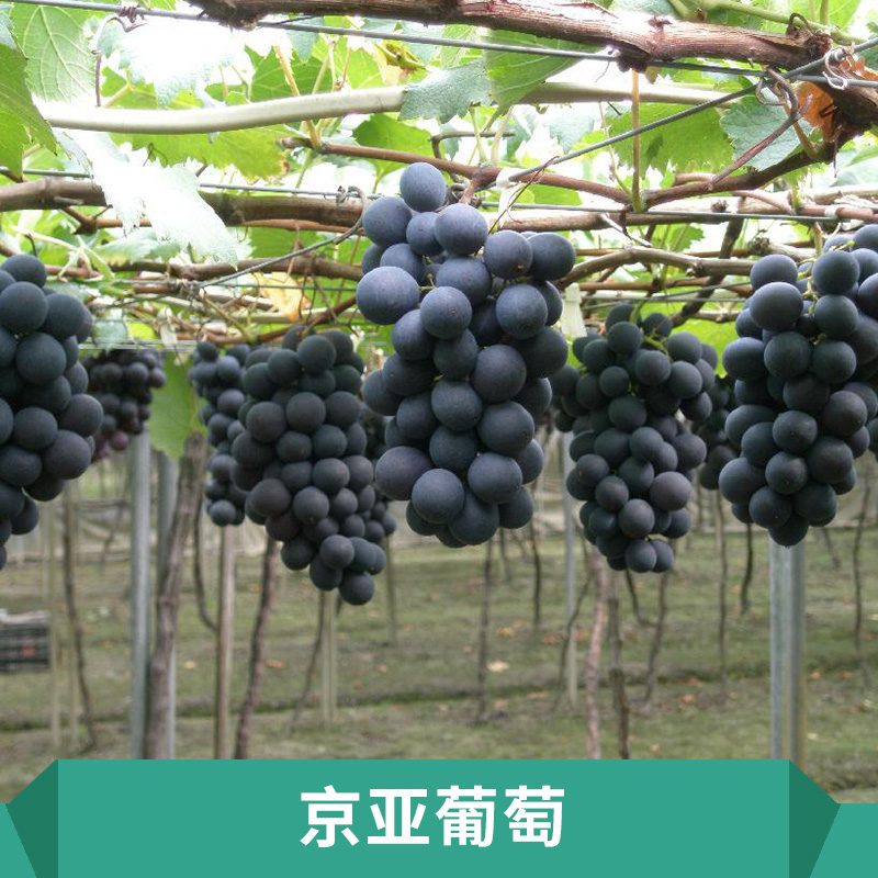 保定葡萄圖片/保定葡萄樣板圖 (2)