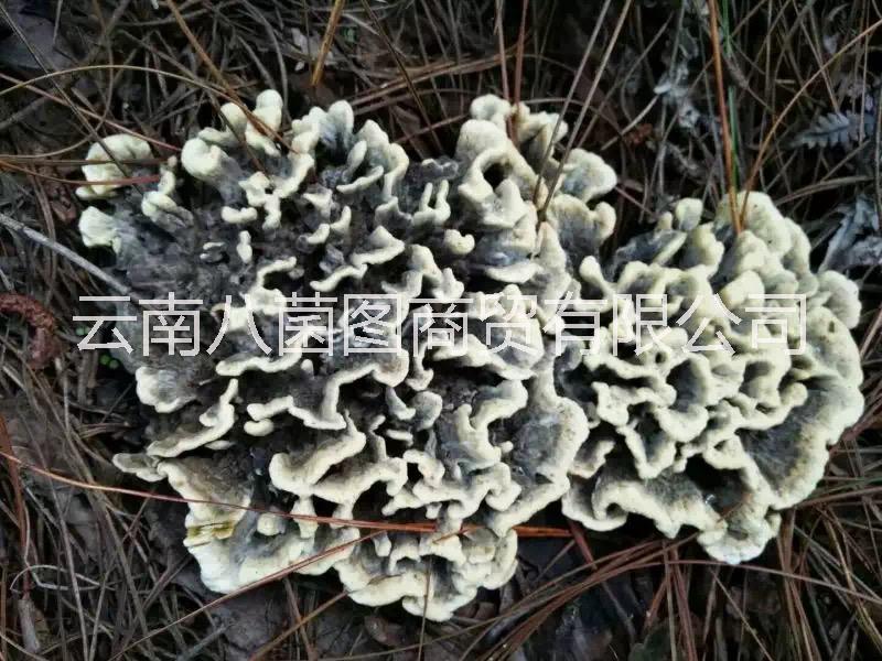 干巴菌鮮貨圖片