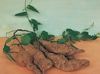 何首烏提取物圖片/何首烏提取物樣板圖 (4)