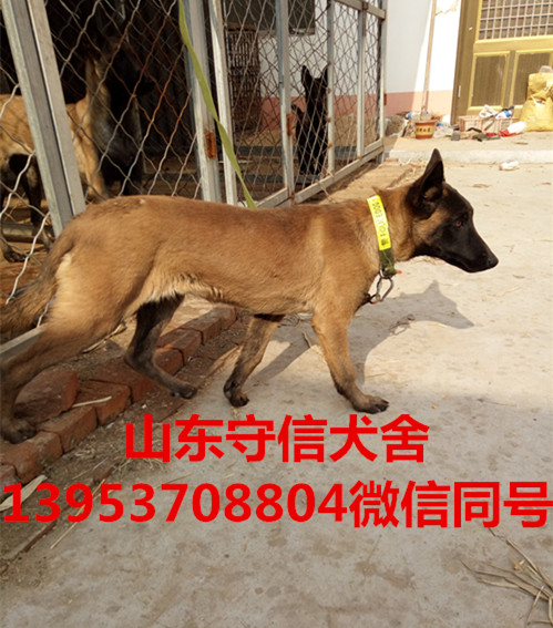 德国牧羊犬养殖基地，德国牧羊犬德国牧羊犬养殖基地，德国牧羊犬