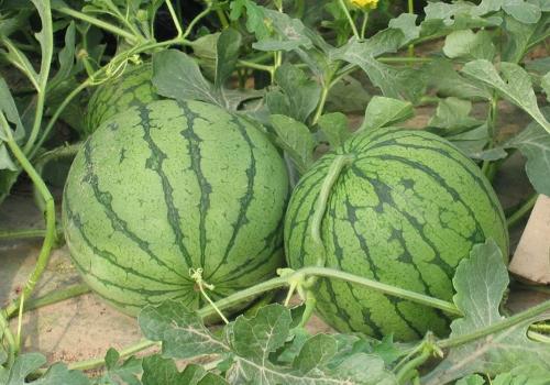 誠信專業(yè)代收西瓜哪里找圖片