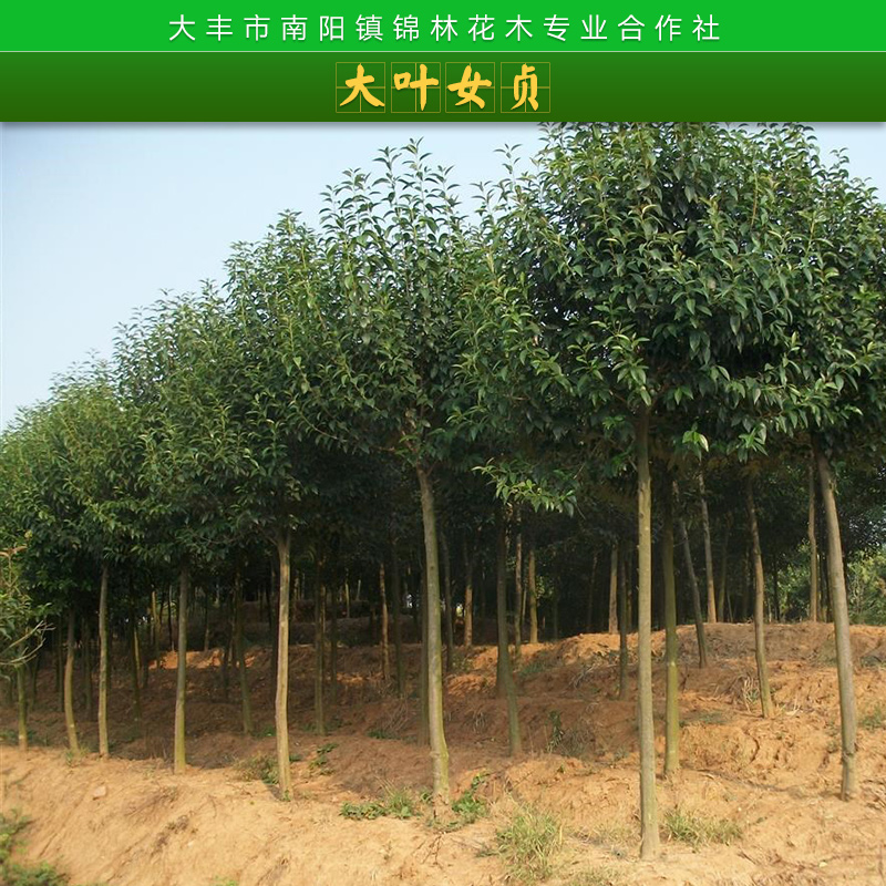 大葉女貞圖片/大葉女貞樣板圖 (4)