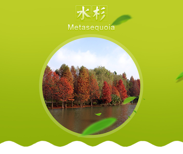 基地直銷水杉銷售