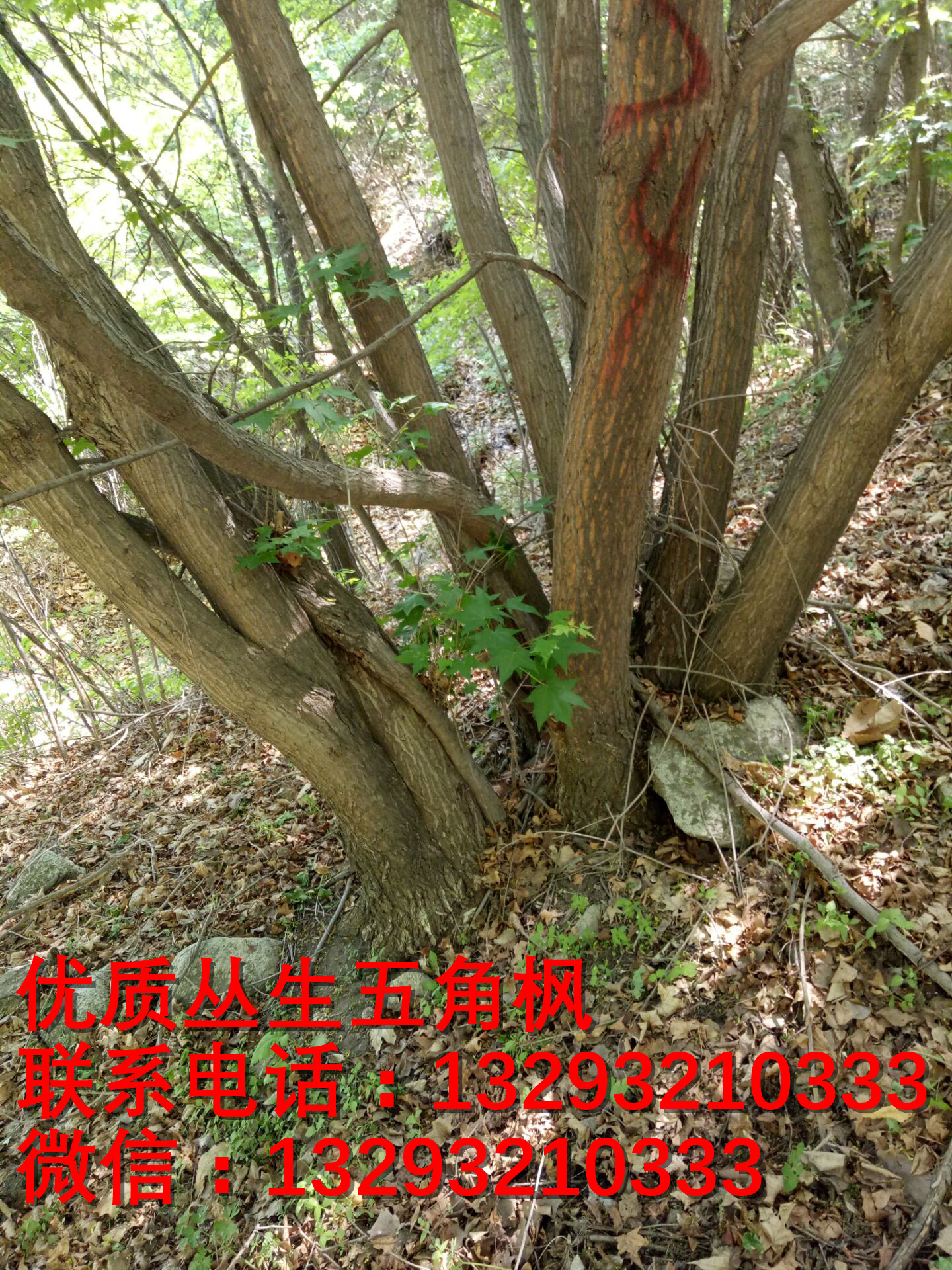 河北蒙古櫟苗木基地圖片/河北蒙古櫟苗木基地樣板圖 (3)