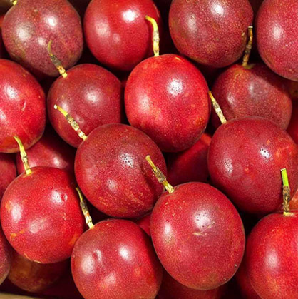 百香果圖片/百香果樣板圖 (3)