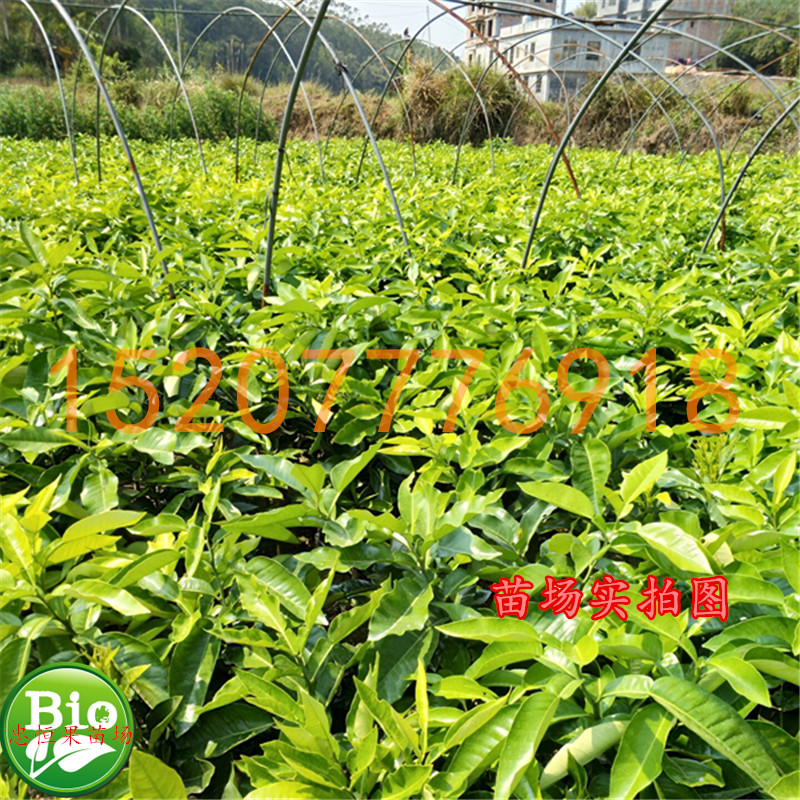 蜜柚樹(shù)苗圖片/蜜柚樹(shù)苗樣板圖 (4)