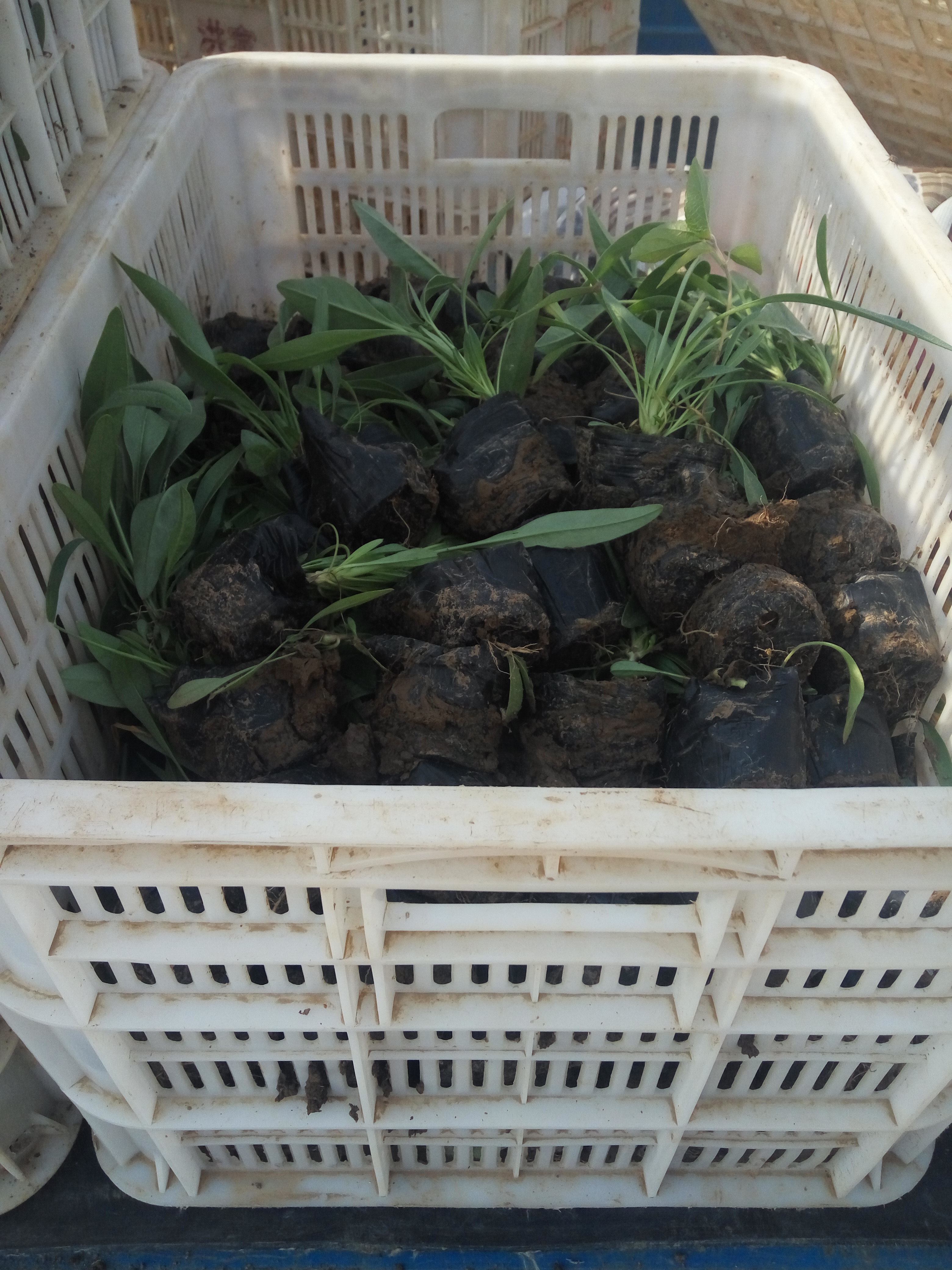 金雞菊價(jià)格@天人菊基地@山東宿根基地@荷蘭菊報(bào)價(jià)@營養(yǎng)杯菊花