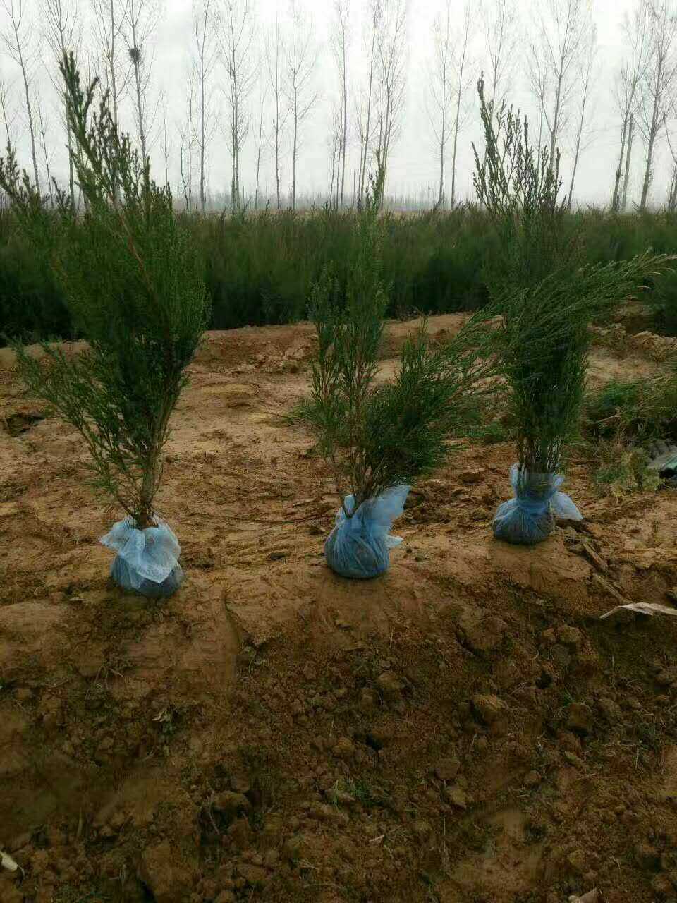 河北沙地柏圖片/河北沙地柏樣板圖 (4)
