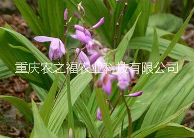 白芨種苗圖片/白芨種苗樣板圖 (1)