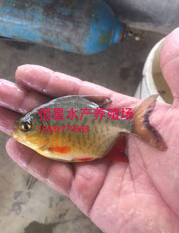 淡水白鯧  水產(chǎn)品供應(yīng)商 水產(chǎn)品批發(fā) 水產(chǎn)品廠家