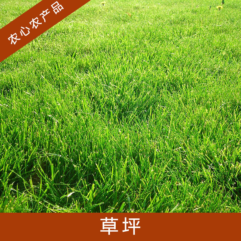 江蘇草坪圖片/江蘇草坪樣板圖 (4)