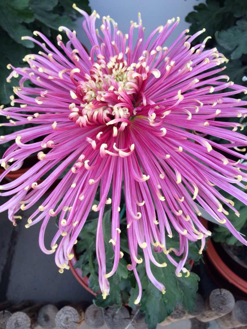 藝菊造型 藝菊造型價(jià)格 藝菊造型報(bào)價(jià) 藝菊造型供貨商 藝菊造型哪里有 1000多個(gè)品種菊花供應(yīng)