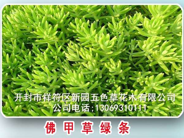 五色草圖片/五色草樣板圖 (4)