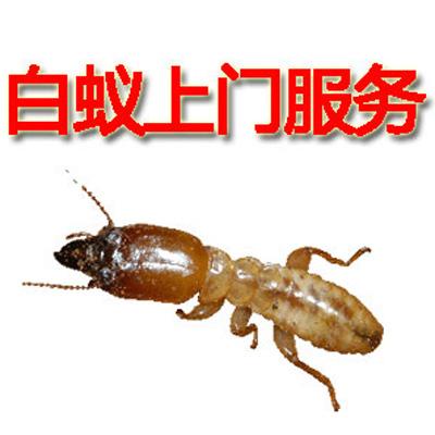 房子里出現(xiàn)了白色的蟲子，是白螞蟻圖片/房子里出現(xiàn)了白色的蟲子，是白螞蟻樣板圖 (1)