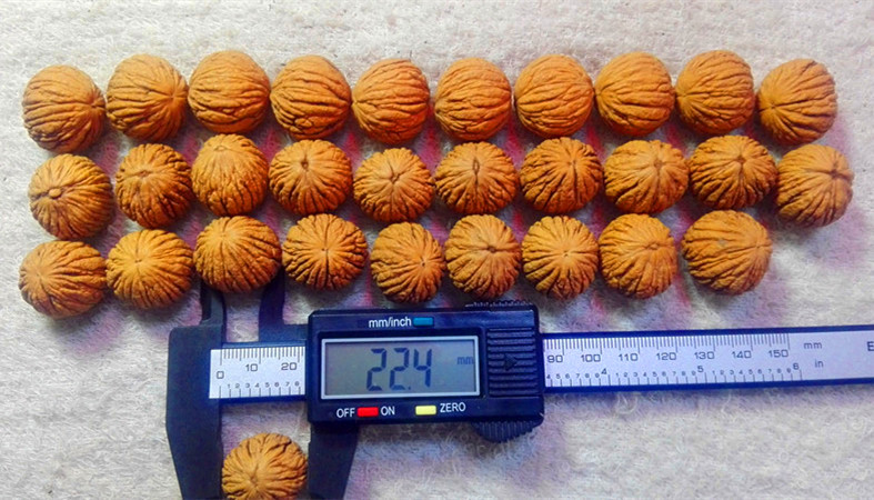粒徑20-45mm美國猴頭核桃圖片