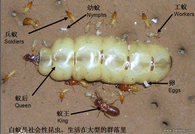 滅鼠圖片/滅鼠樣板圖 (2)