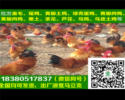 青島五黑綠殼蛋雞苗圖片