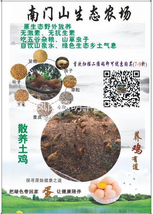 東莞走地雞養(yǎng)殖戶圖片